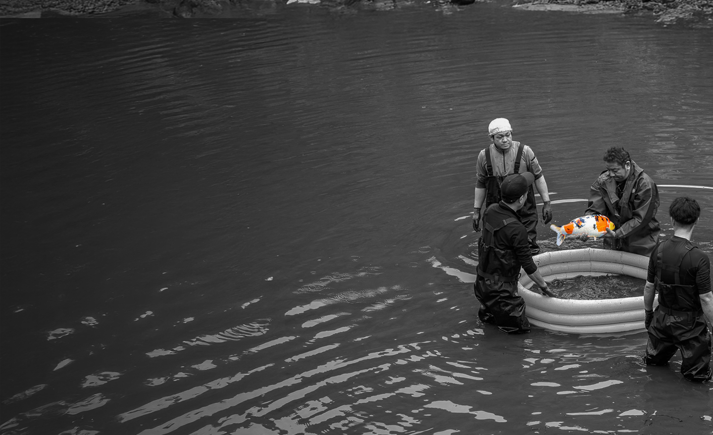 KOI-UMEDA JAPAN